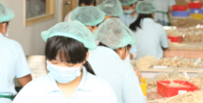 production lines hollia